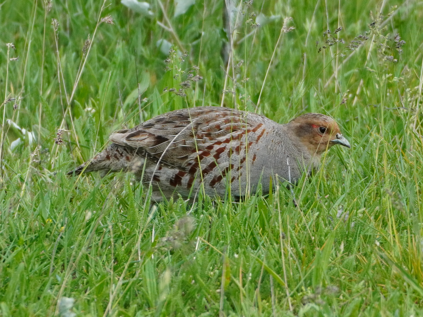 Grey Partridge