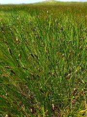 Eleocharis macrostachya