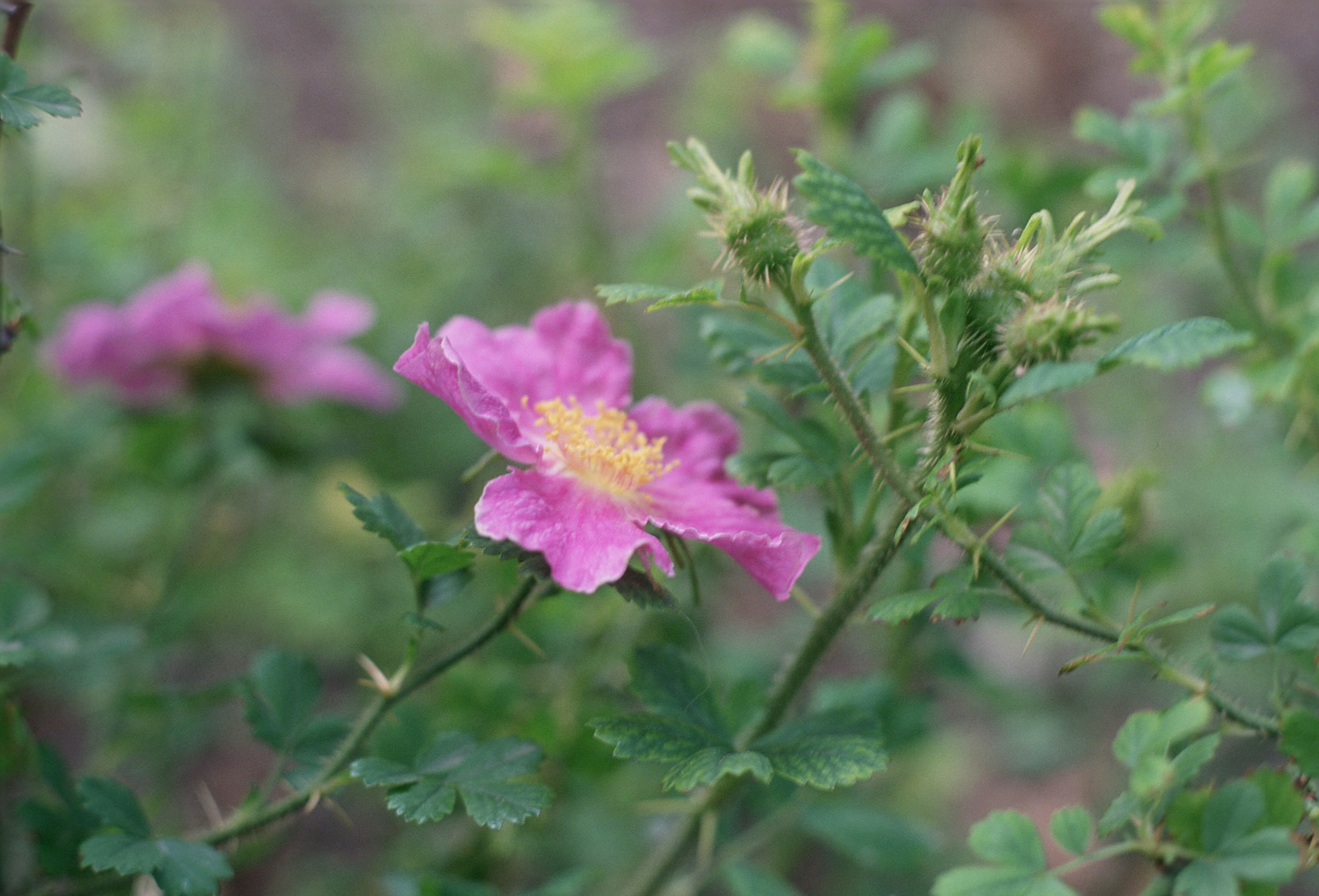 Rosa stellata ssp. stellata
