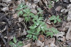 Hydrophyllum virginianum
