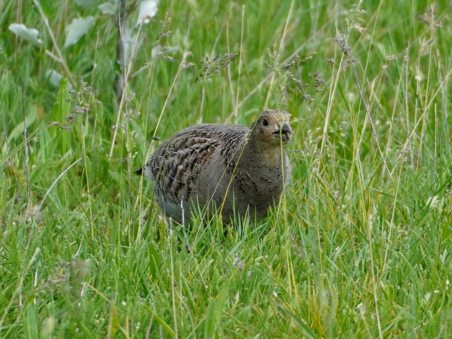 Grey Partridge