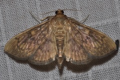 Psara obscuralis