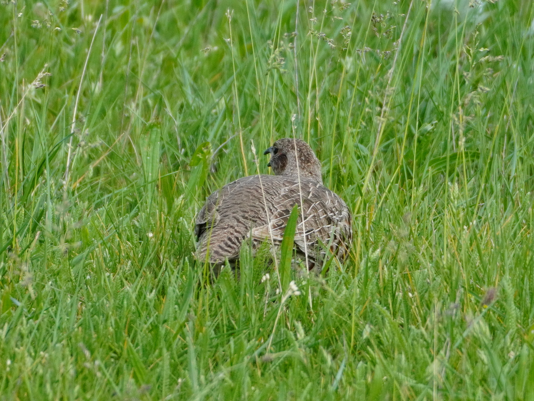 Grey Partridge