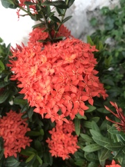 Ixora coccinea
