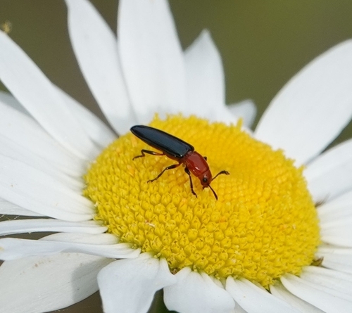 Clover Stem Borer photo 5