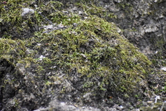 Bryophyta