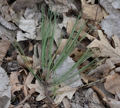 Pinus resinosa