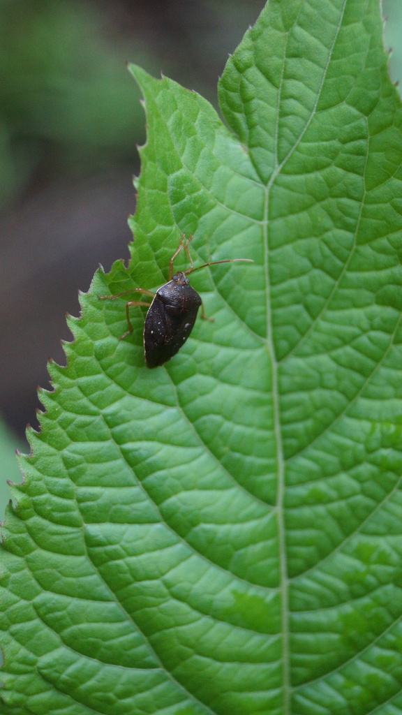 Neotibilis