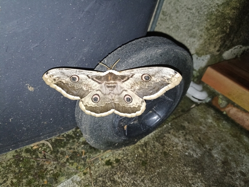 Saturnia pyri