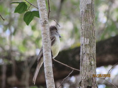 Myiarchus yucatanensis