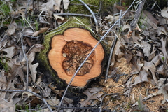 Rhamnus cathartica