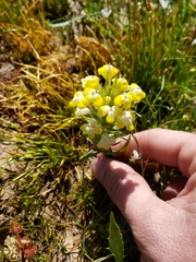Castilleja campestris
