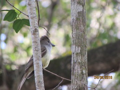 Myiarchus yucatanensis