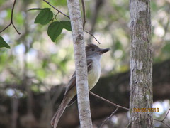Myiarchus yucatanensis