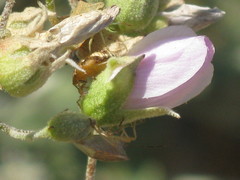 Insecta