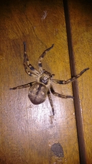 Polybetes pythagoricus