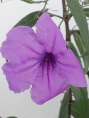 Ruellia