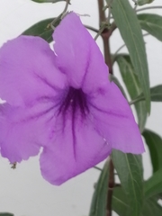 Ruellia