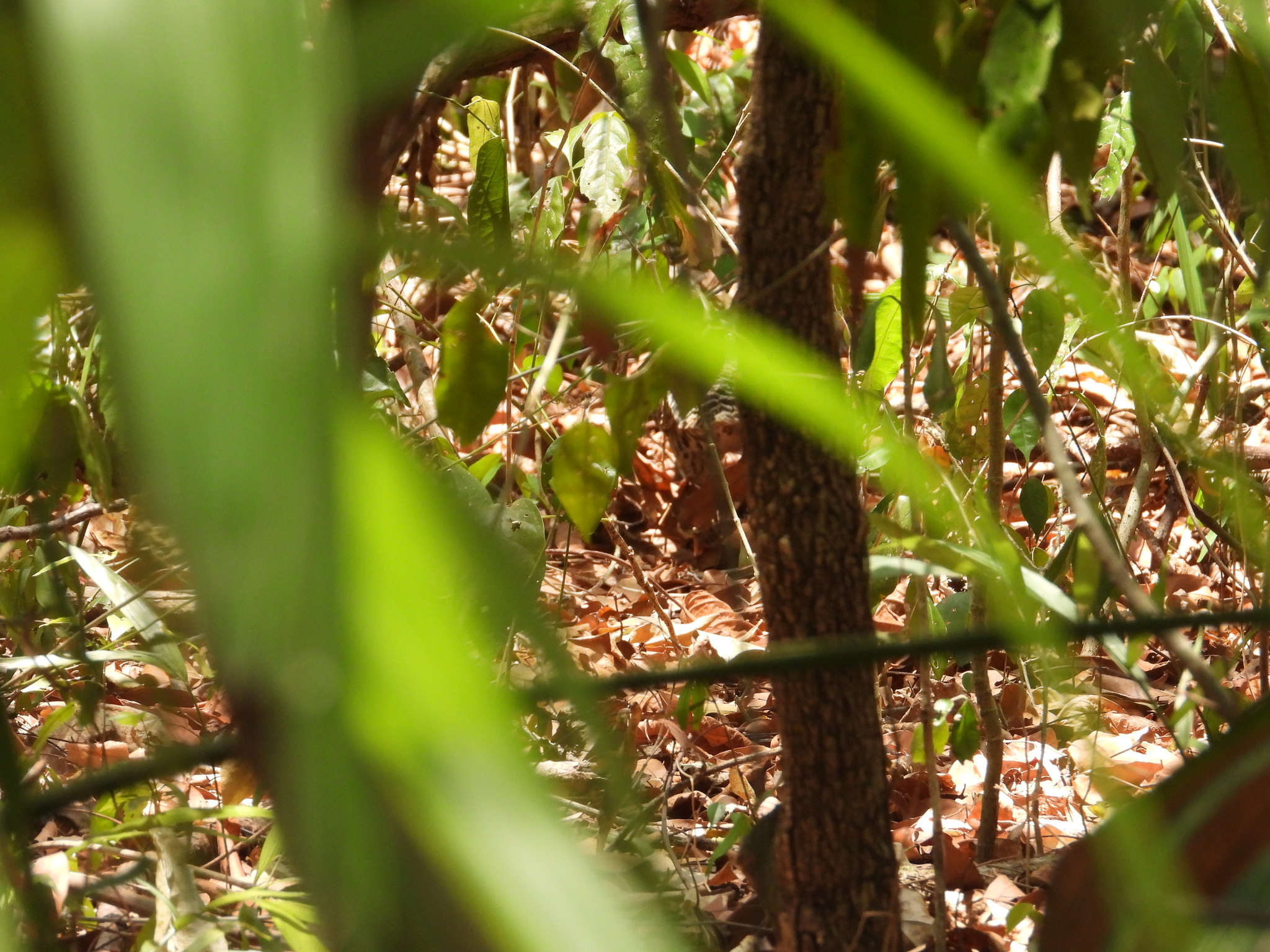 Thicket Tinamou (Crypturellus cinnamomeus), photo 3
