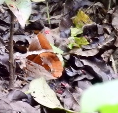 Thauria lathyi