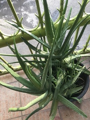 Aloe vera