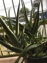 Aloe vera