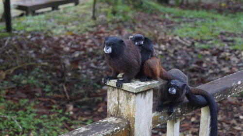 Saguinus fuscicollis