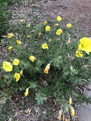 Oenothera grandis