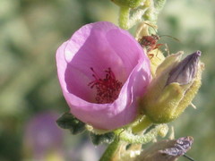 Hemiptera
