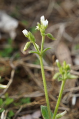 Cerastium nutans