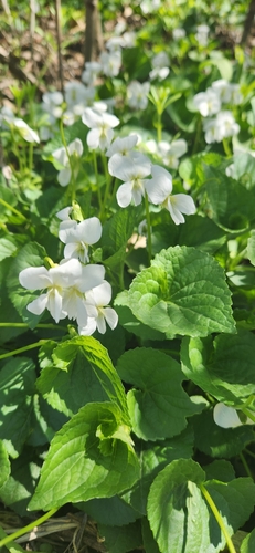Image of Viola communis by (c) Chris, some rights reserved (CC BY-SA)
