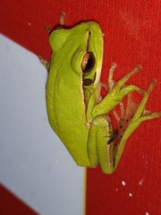 Boana prasina