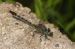 Arigomphus villosipes