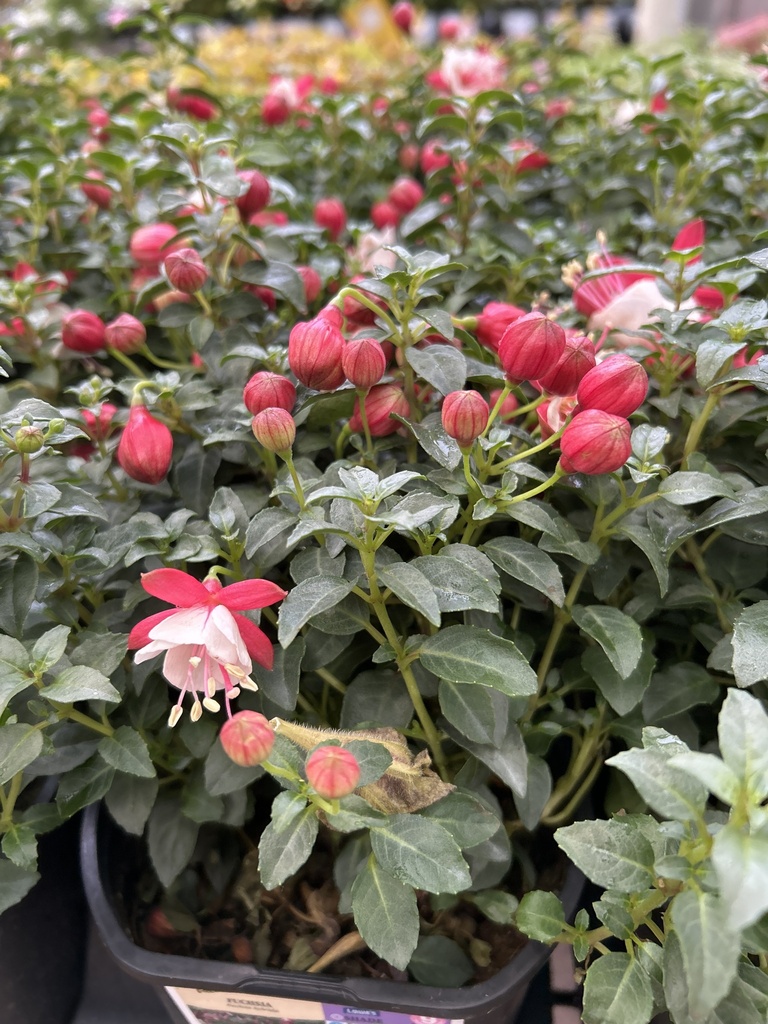 Fuchsias from n president george bush hwy garland tx us on may 12