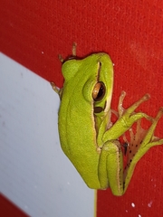 Boana prasina