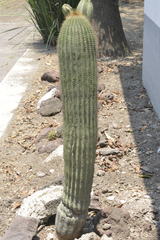 Cephalocereus polylophus