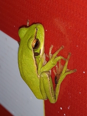 Boana prasina