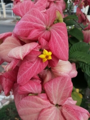Mussaenda erythrophylla