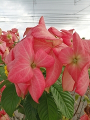 Mussaenda erythrophylla