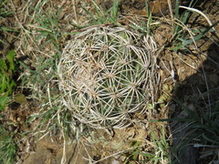 Coryphantha retusa