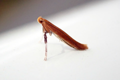 Caloptilia invariabilis
