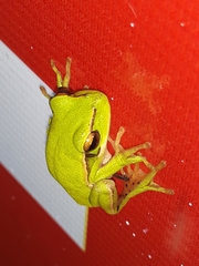 Boana prasina