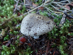 Amanita australis