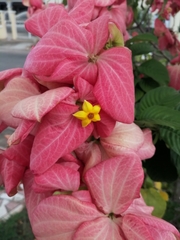 Mussaenda erythrophylla