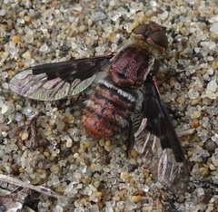 Hemipenthes edwardsii