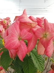 Mussaenda erythrophylla