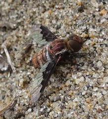 Hemipenthes edwardsii