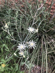 Mentzelia strictissima