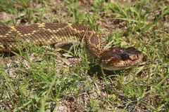 Crotalus molossus nigrescens