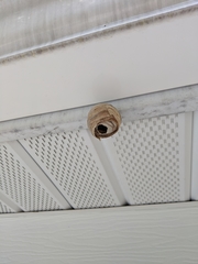 Dolichovespula maculata